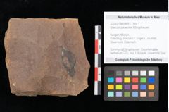 Foto (Objekt + Etikett) von Quercus palaeoilex Ettingshausen (NHMW-GEO-2024-0188-0869)